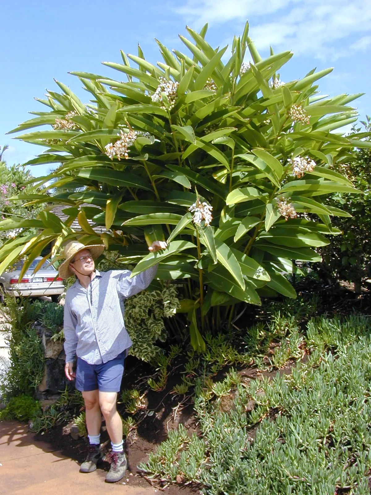 Ginger Lily (Hedychium Sp.) — perennial with gold and multi-colored and orange and red and white blooms; they boast lance-shaped leaves that can be, image 83