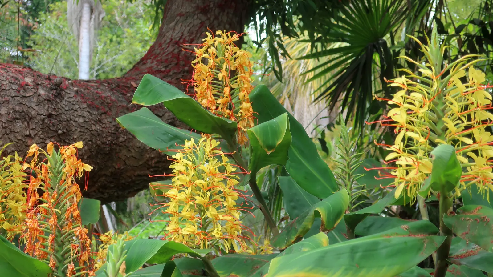 Ginger Lily (Hedychium Sp.) — It thrives in rich, well-draining soil with medium moisture content; their lance-shaped leaves provide a lush, image 97