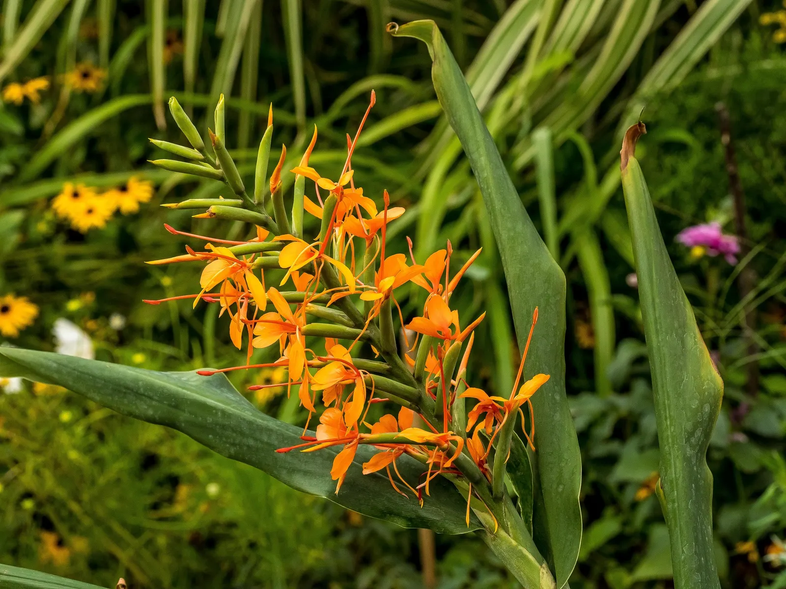 Ginger Lily (Hedychium Sp.) — with a spread of 2 to 3 feet; the cut flowers of Ginger Lily are excellent for arrangements, image 100