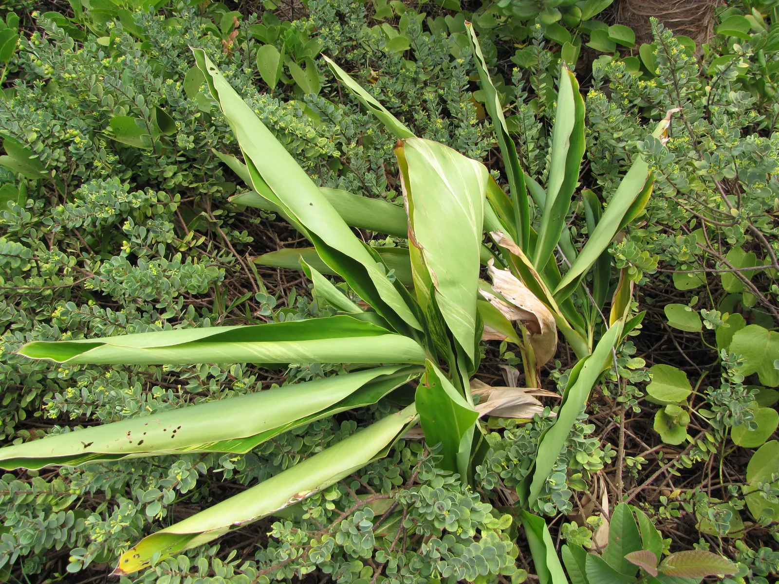 Ginger Lily (Hedychium Sp.) — it is recommended to place them in a location that receives partial to full sunlight; the plant is recognized for its, image 98
