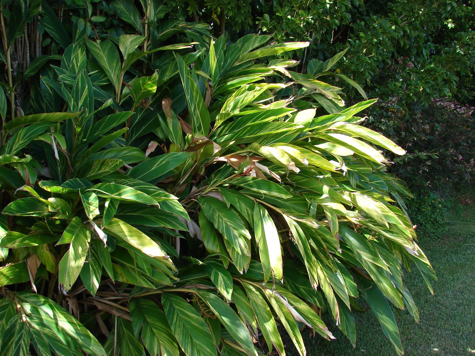 Ginger Lily (Hedychium Sp.) — perennial with gold and multi-colored and orange and red and white blooms