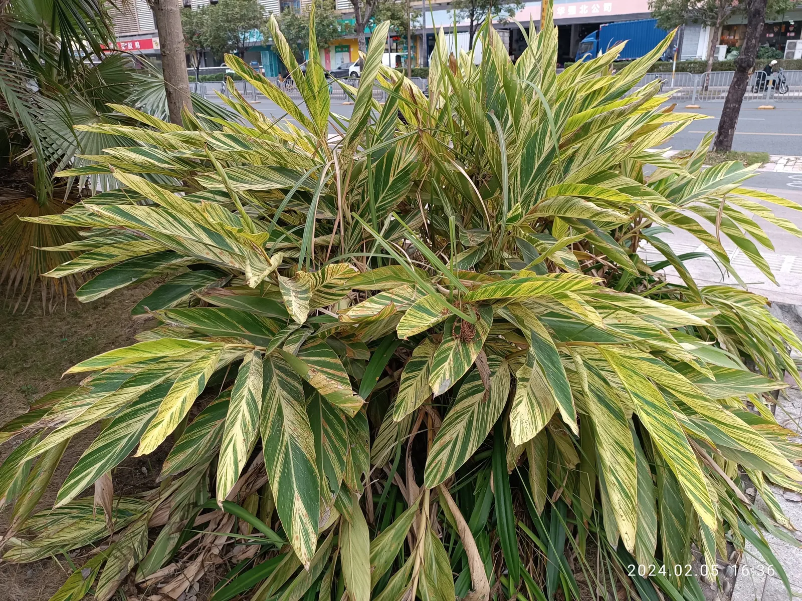 Ginger Lily (Hedychium Sp.) — scientifically referred to as Hedychium species; the plant is recognized for its showy and aromatic flowers, image 90