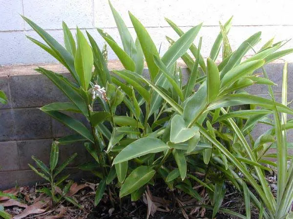 Ginger Lily (Hedychium Sp.) — regular watering and fertilization are advised during their active growing season; they boast lance-shaped leaves, image 79
