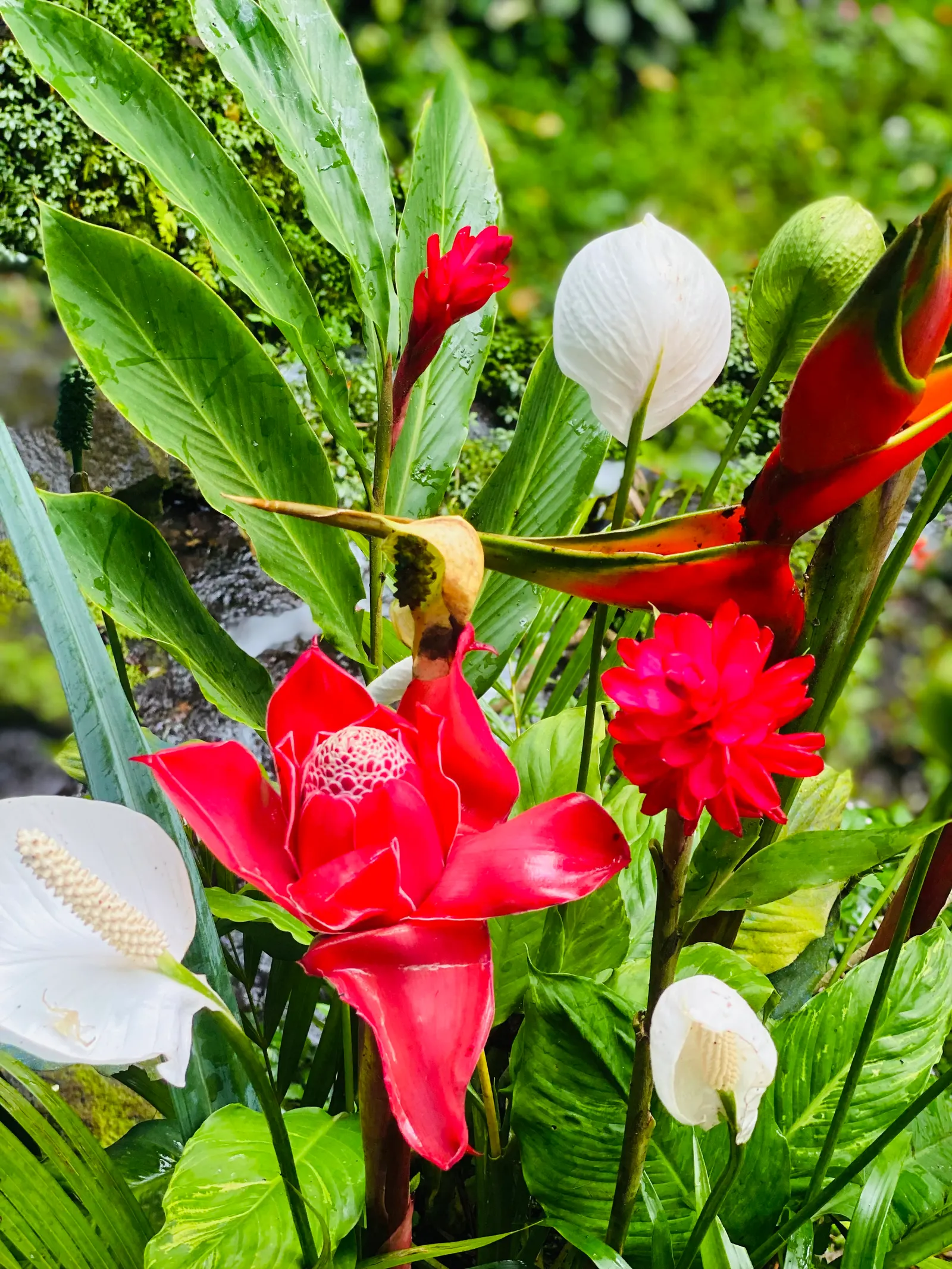 Ginger Lily (Hedychium Sp.) — attracting hummingbirds and butterflies to the garden.<br><br>For optimal growth; the plant is recognized for its, image 78