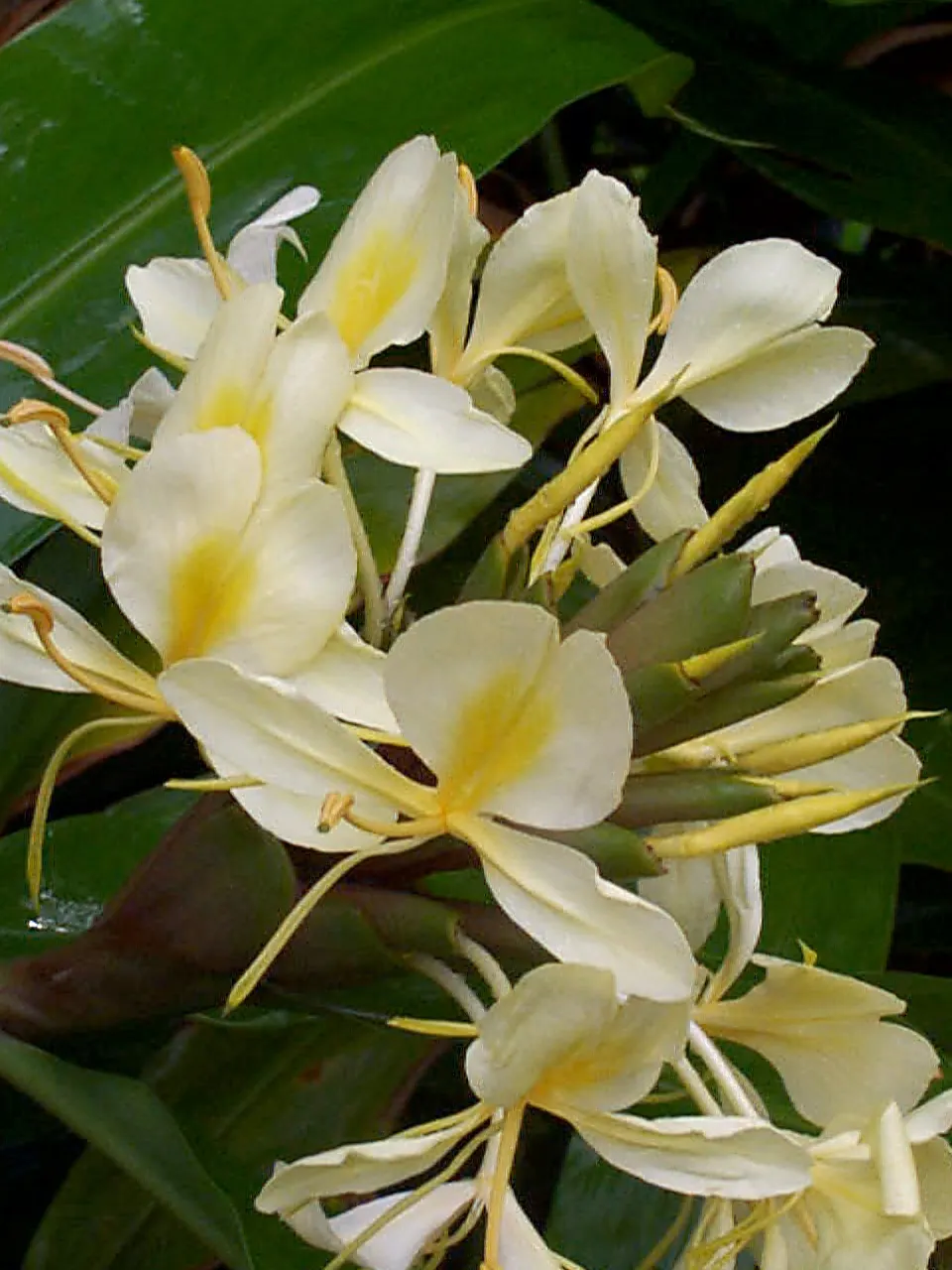 Ginger Lily (Hedychium Sp.) — sharing a kinship with culinary ginger; their lance-shaped leaves provide a lush backdrop for summer and fall, image 93