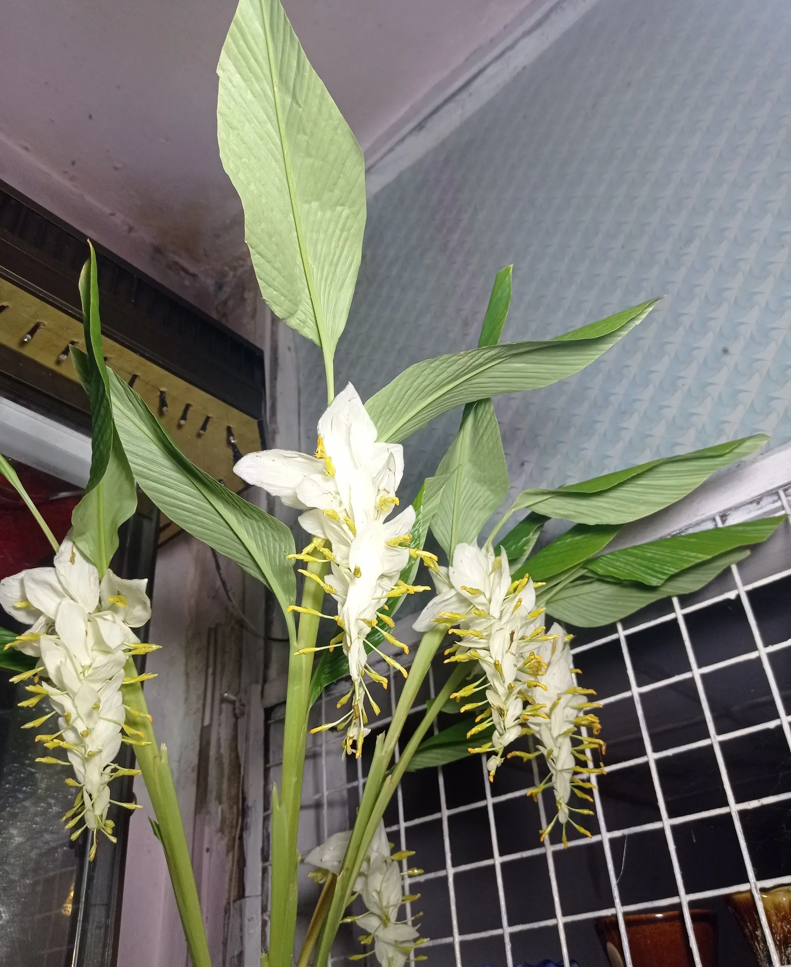 Ginger Lily (Hedychium Sp.) — This perennial belongs to the Zingiberaceae family; the cut flowers of Ginger Lily are excellent for arrangements, image 92