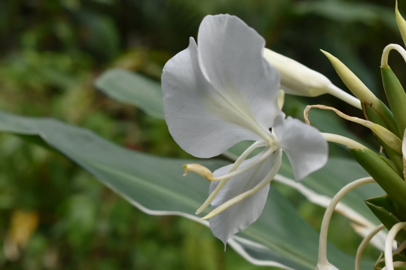 Ginger Lily (Hedychium Sp.) — In winter, mulch can be applied to protect the rhizomes in cooler zones; the cut flowers of Ginger Lily are excellent, image 80