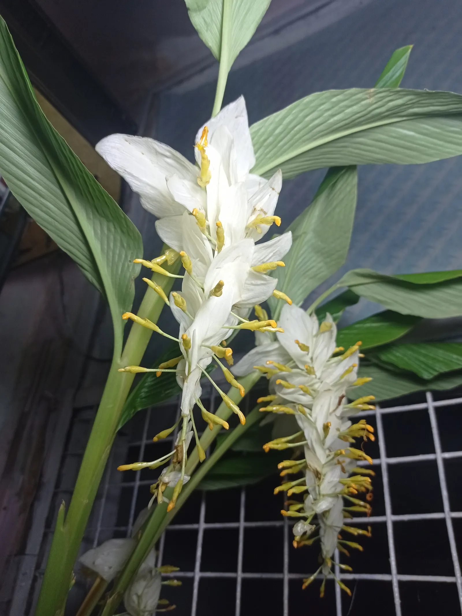Ginger Lily (Hedychium Sp.) — Their sweet scent is a compelling feature; their lance-shaped leaves provide a lush backdrop for summer and fall, image 77