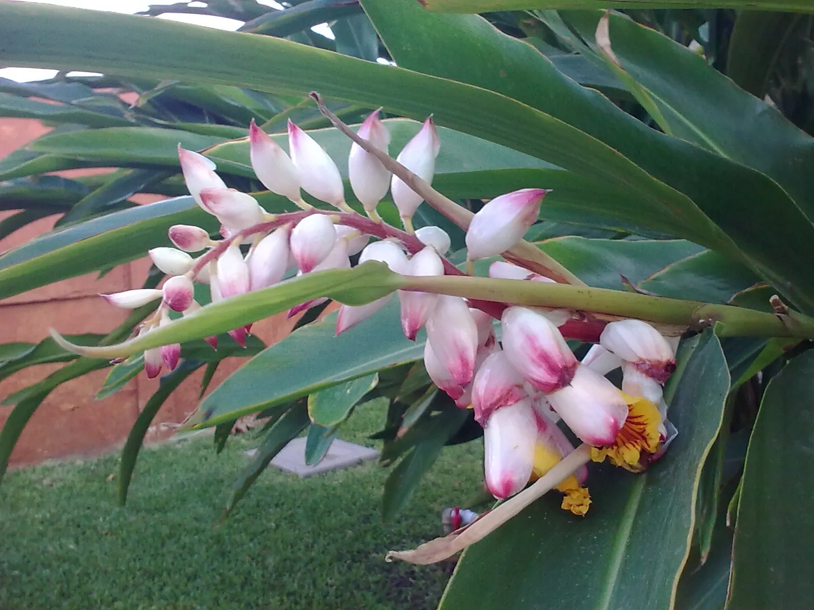 Ginger Lily (Hedychium Sp.) — gold and multi-colored and orange and red and white flowers in the garden; the plant is recognized for its showy and, image 82