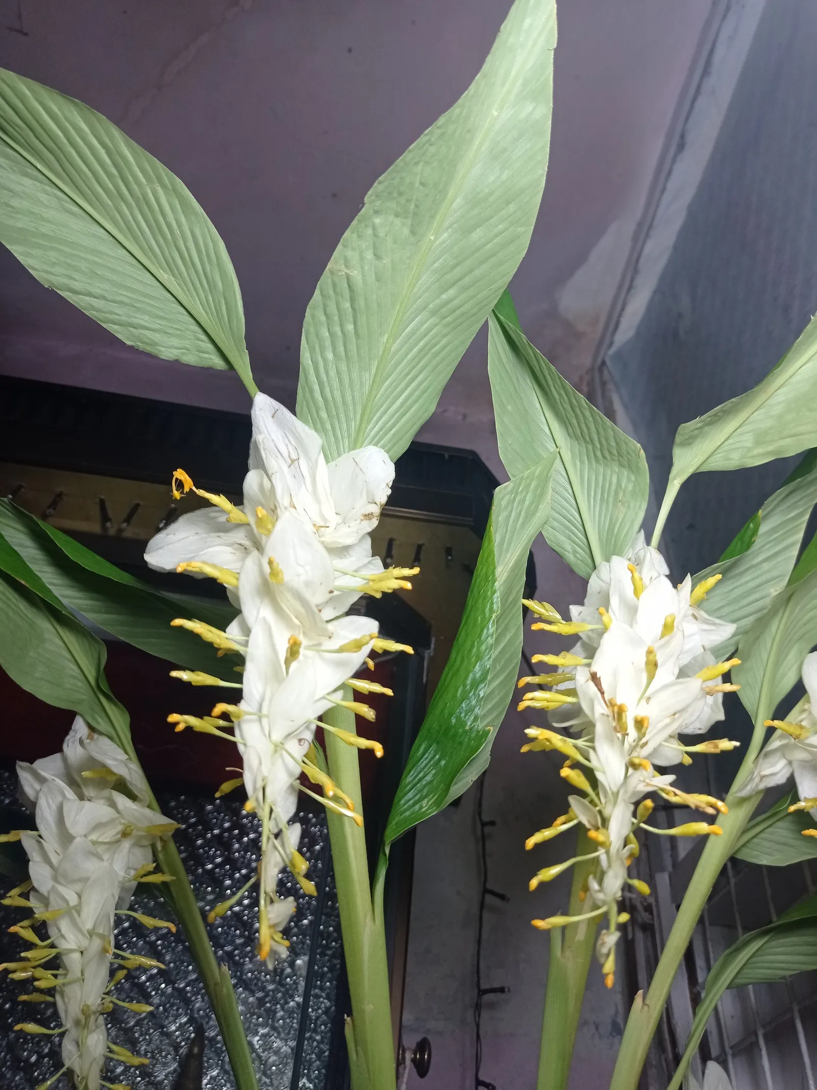 Ginger Lily (Hedychium Sp.) — flourishes in USDA hardiness zones 8 to 11; the cut flowers of Ginger Lily are excellent for arrangements, image 96