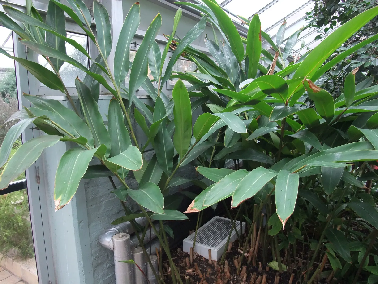 Ginger Lily (Hedychium Sp.) — perennial for full or half or shade; the cut flowers of Ginger Lily are excellent for arrangements, image 84