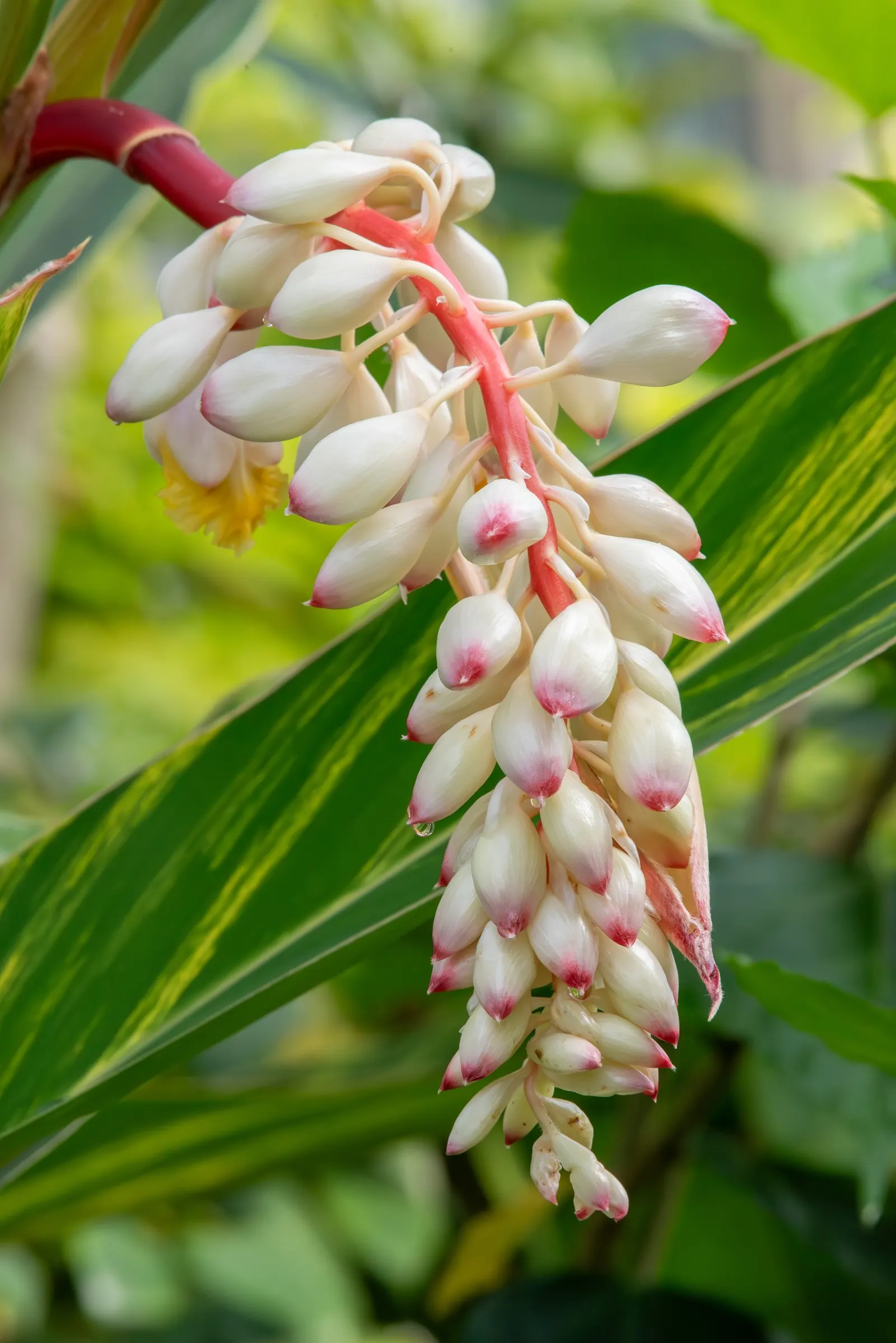 Ginger Lily (Hedychium Sp.) — The Ginger Lily (Hedychium spp.) is a rhizomatous perennial famous for its fragrant, showy flowers; their, image 85