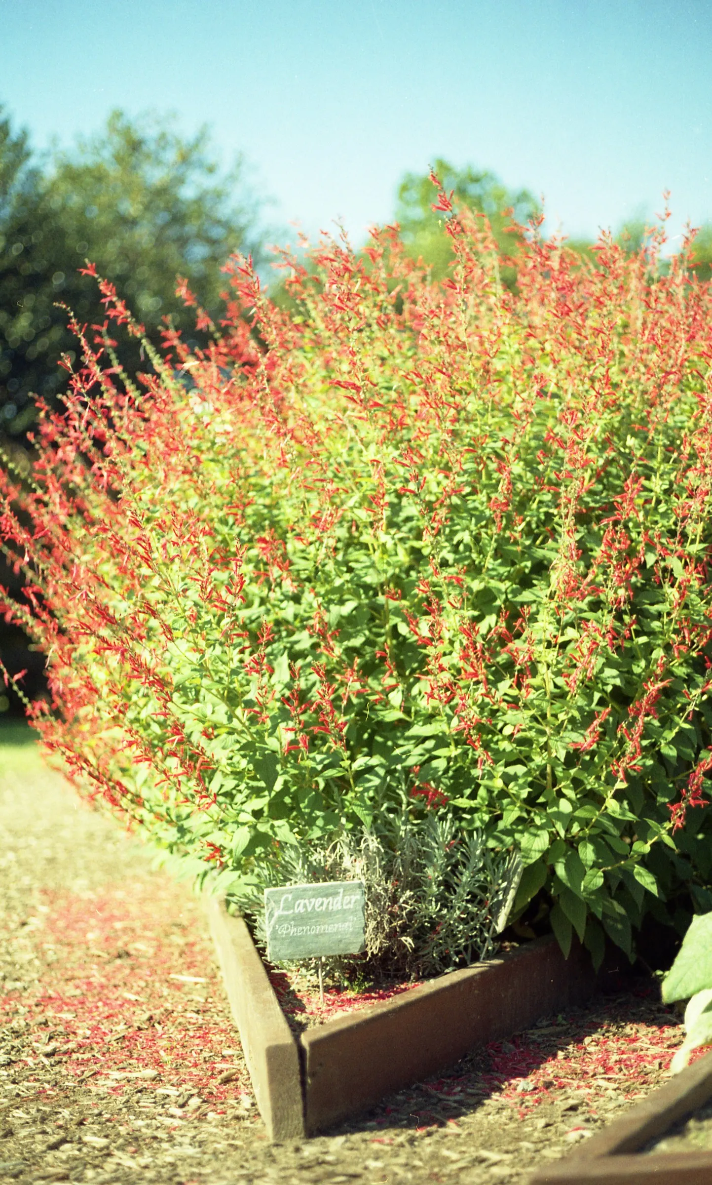 Pineapple Sage (Salvia Elegans) — are a nectar source for hummingbirds and butterflies