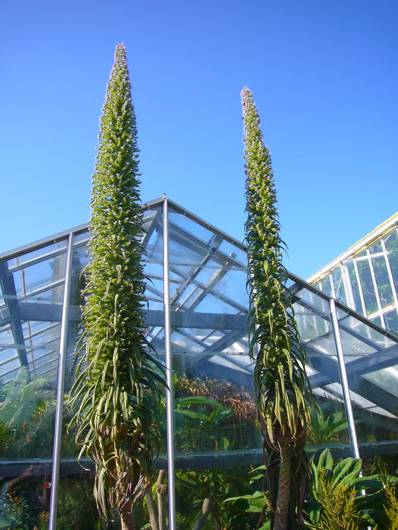 Pineapple Sage (Salvia Elegans) — each reaching about 1 to 2 inches in length