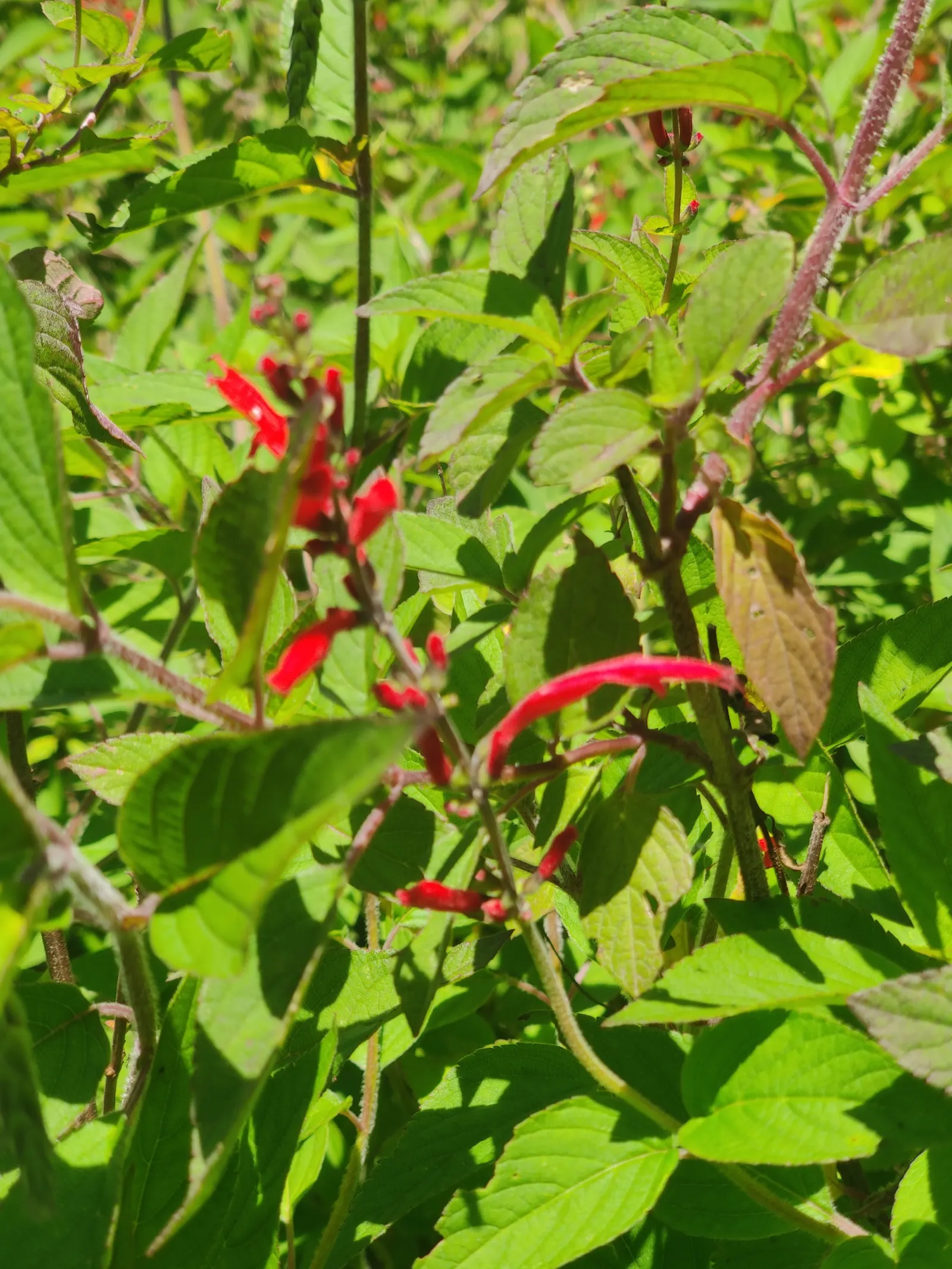 Pineapple Sage (Salvia Elegans) — Its pointed leaves are bright green and can grow up to 3 inches long