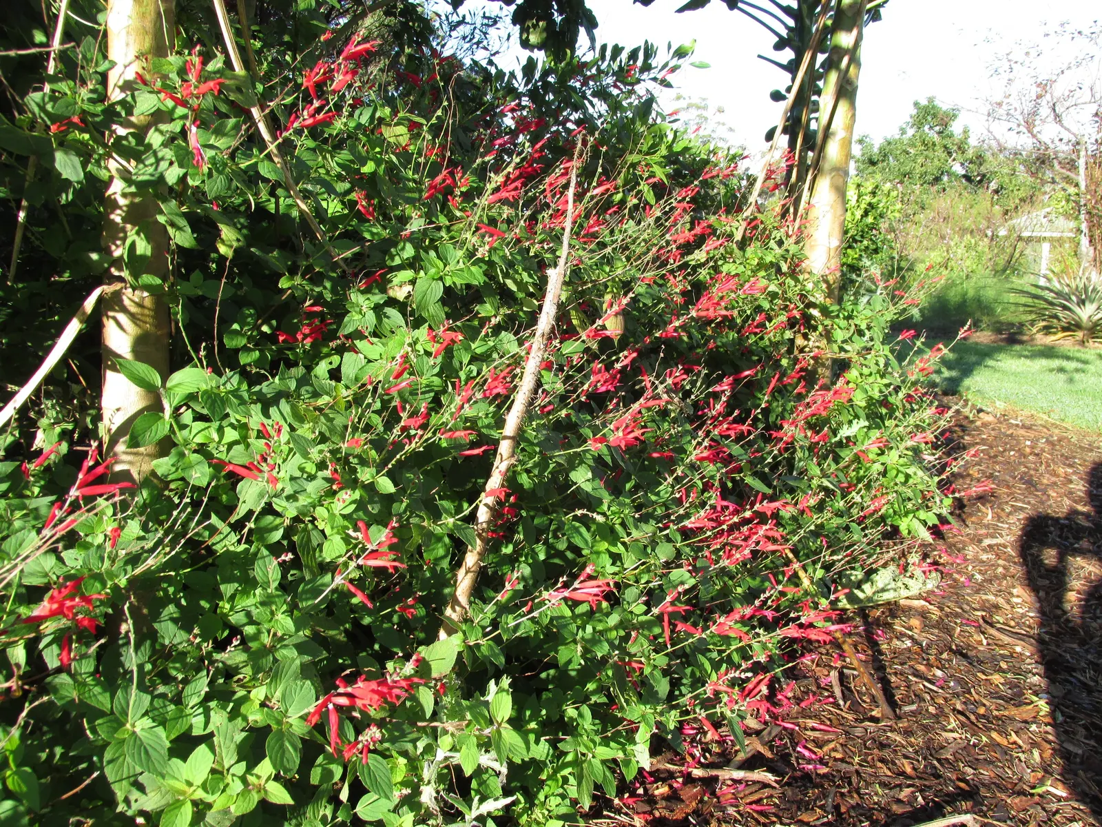 Pineapple Sage (Salvia Elegans) — Growing up to 3-4 feet tall and wide, this full-sun lover flourishes in well-draining soil