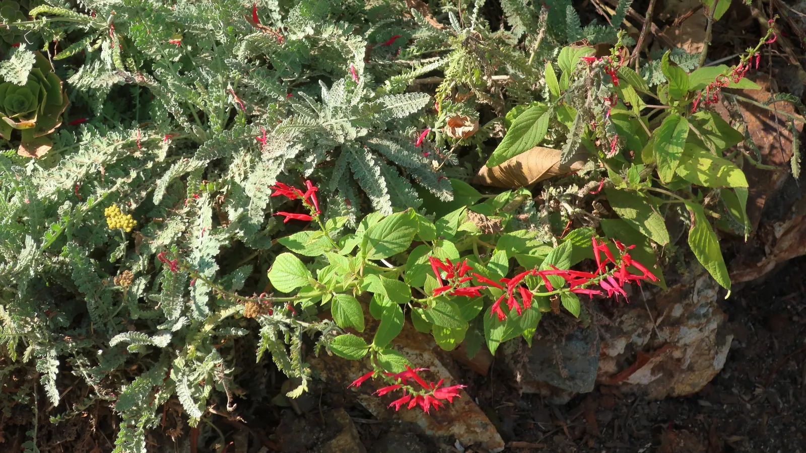 Pineapple Sage (Salvia Elegans) — Its late summer to fall flowers attract hummingbirds and butterflies, adding dynamic life to any garden