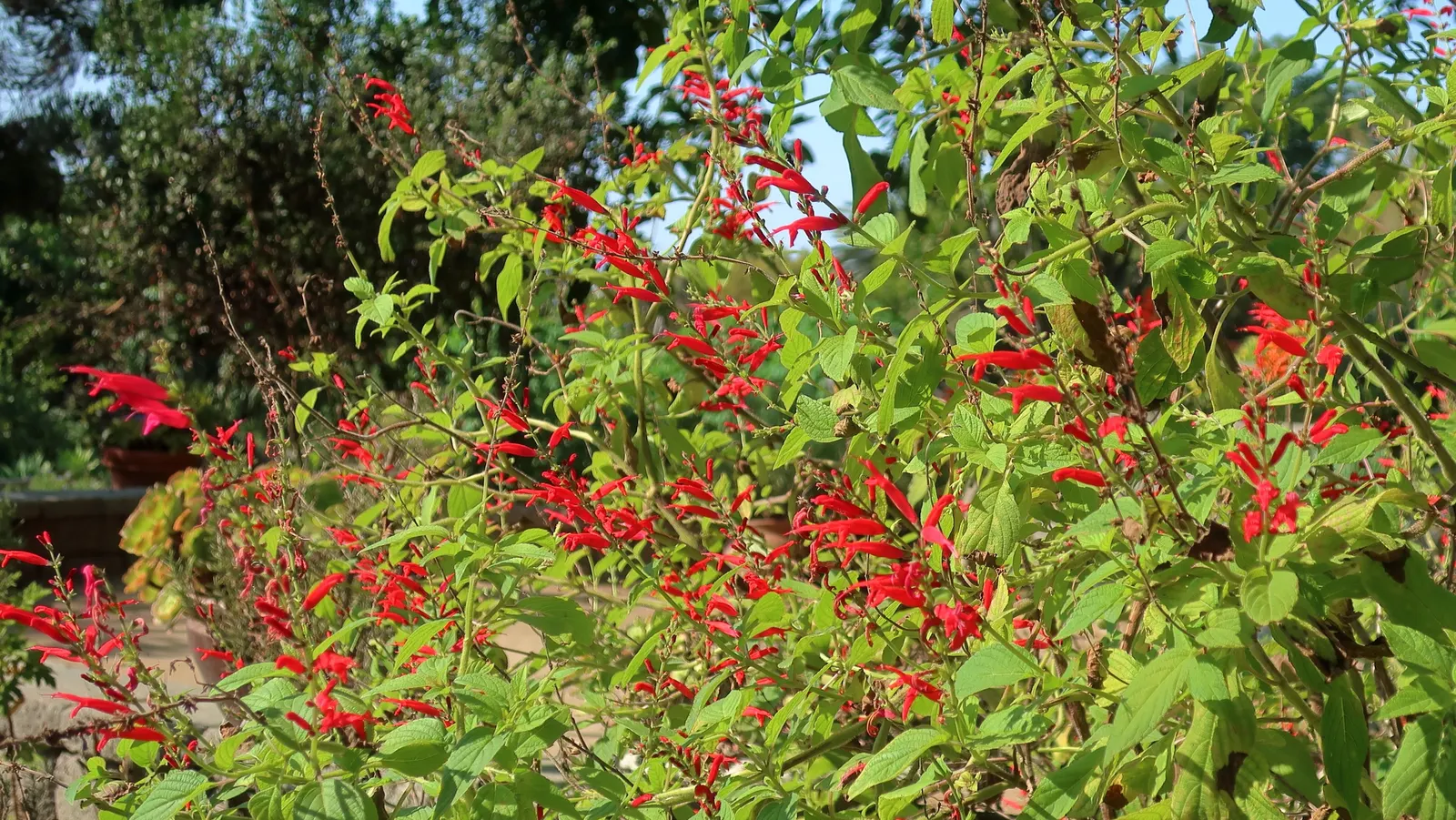 Pineapple Sage (Salvia Elegans) — commonly known as Pineapple Sage