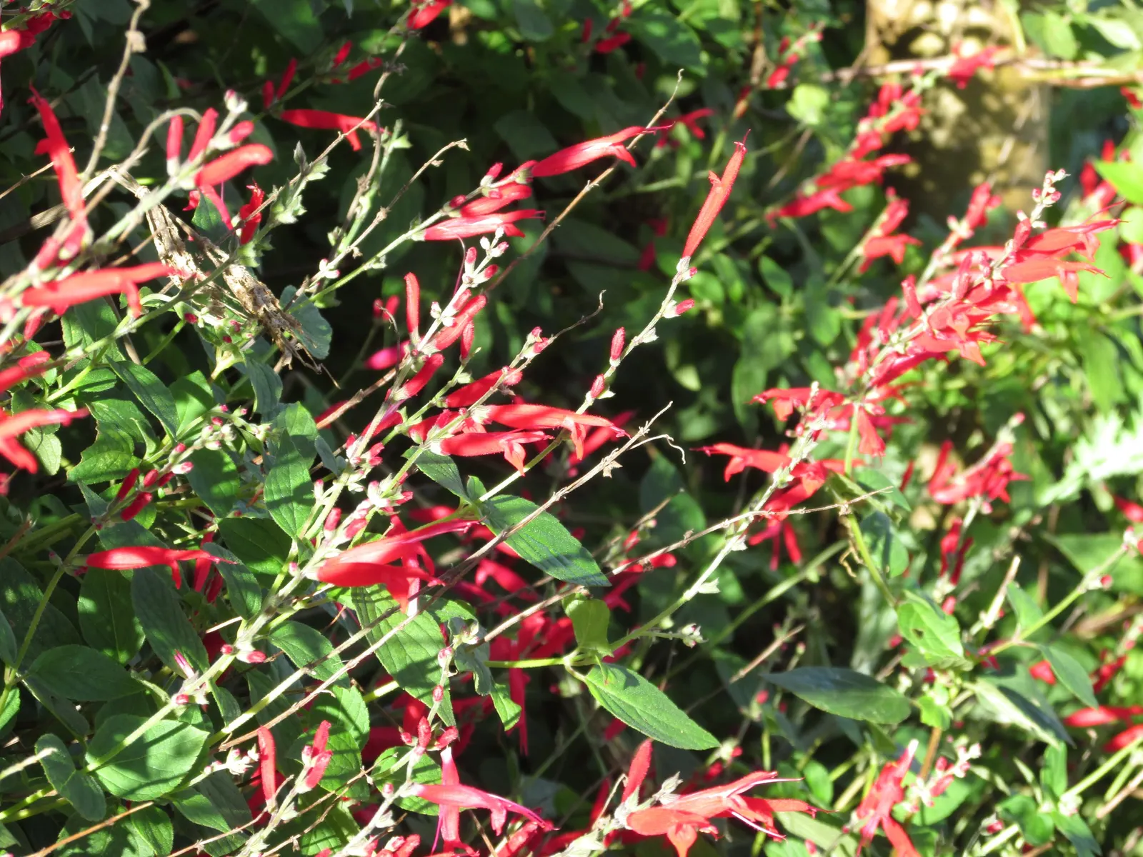 Pineapple Sage (Salvia Elegans) — Often reaching a mature height of 3 to 4 feet with a similar spread