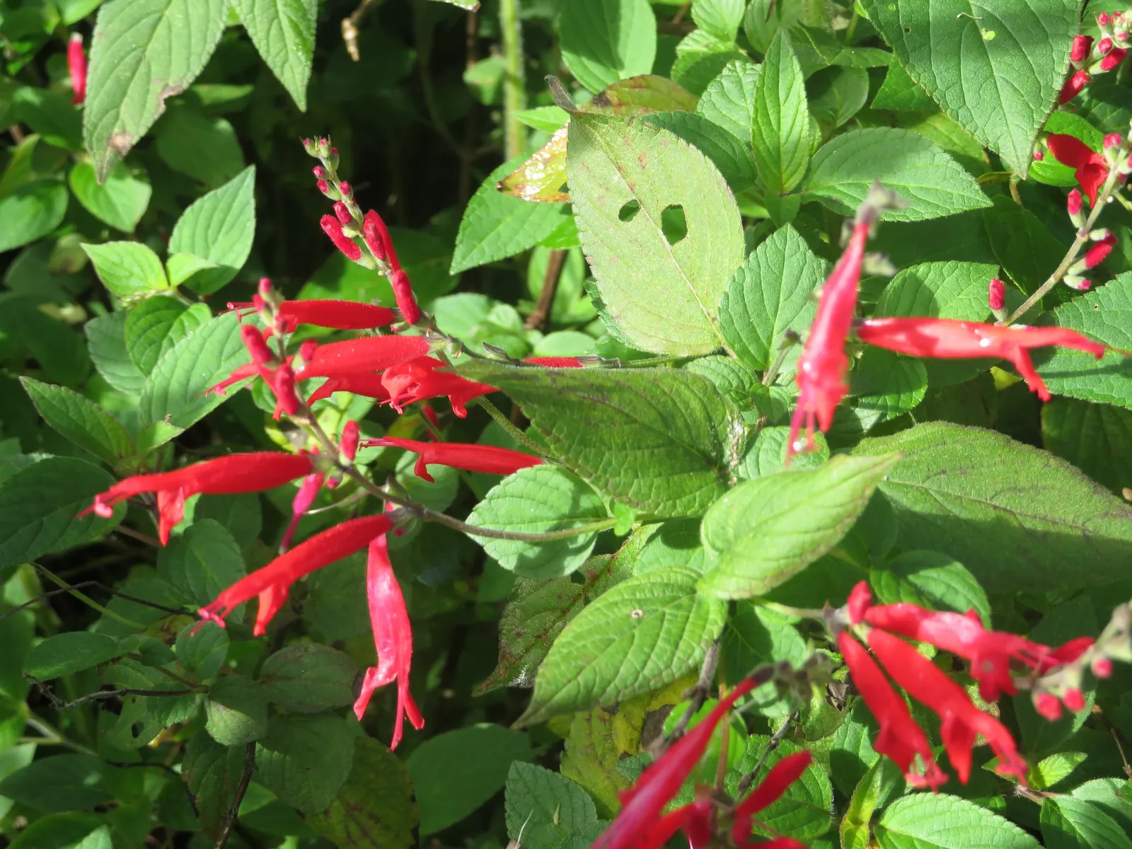 Pineapple Sage (Salvia Elegans) — is an enchanting perennial herb prized for its vibrant red blooms and distinctive pineapple-scented foliage