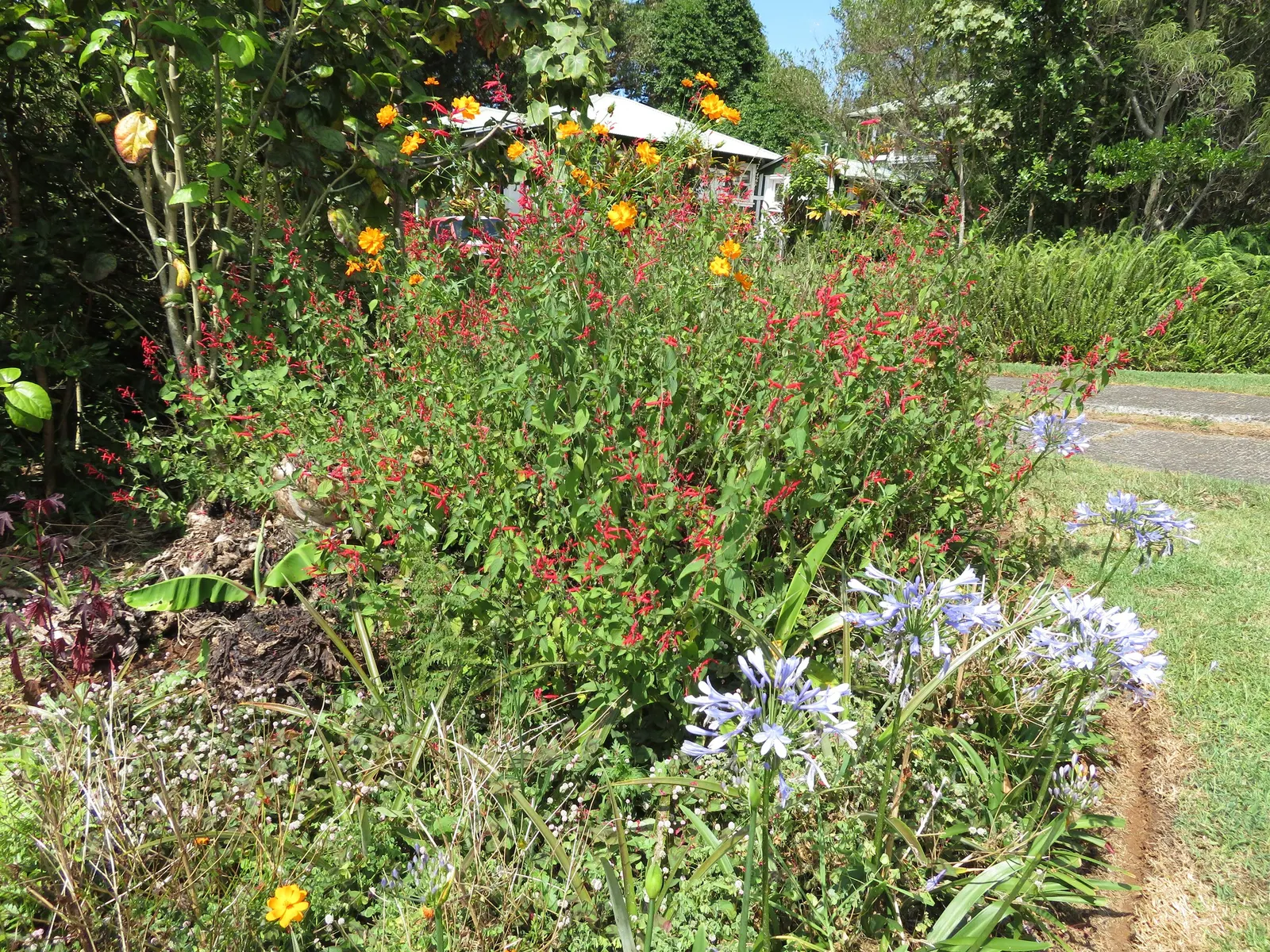 Pineapple Sage (Salvia Elegans) — Pineapple Sage assumes an upright