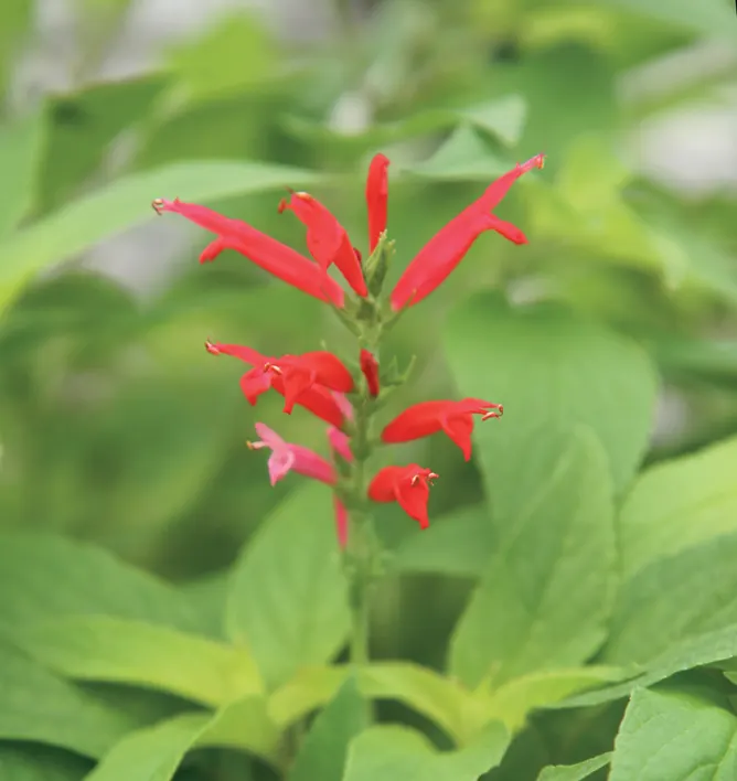 Pineapple Sage (Salvia Elegans) — The Pineapple Sage, Salvia elegans, is a perennial herb prized for its vibrant red blooms and fruity fragrance
