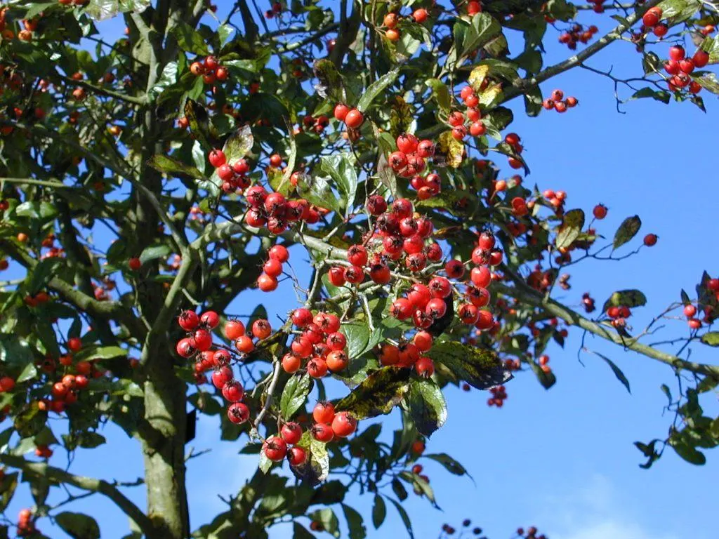 Carriere Or Lavalle Hawthorn (Crataegus X Lavallei) — around 0.5 inches in diameter