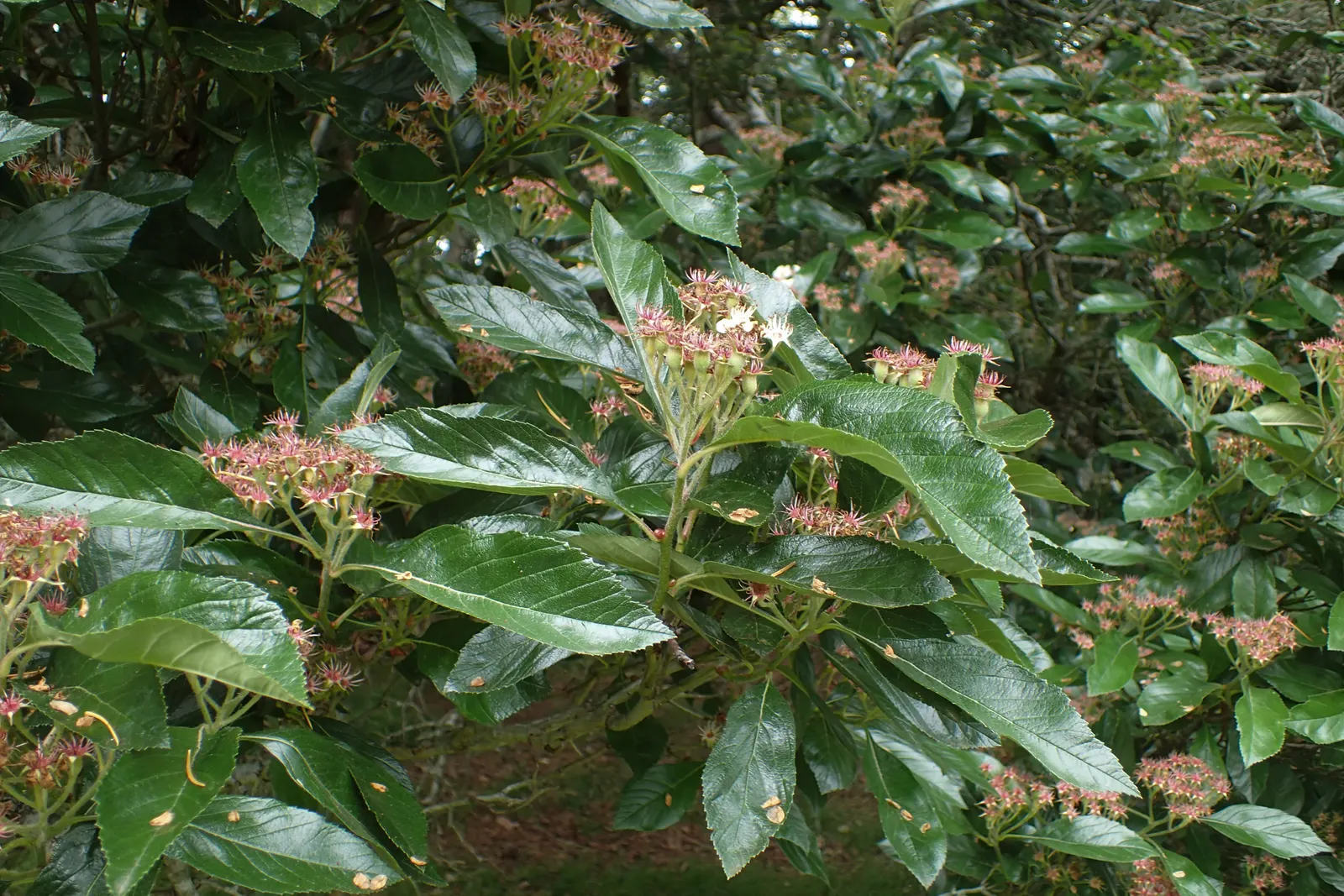 Carriere Or Lavalle Hawthorn (Crataegus X Lavallei) — The Carriere Hawthorn is also noted for its urban tolerance