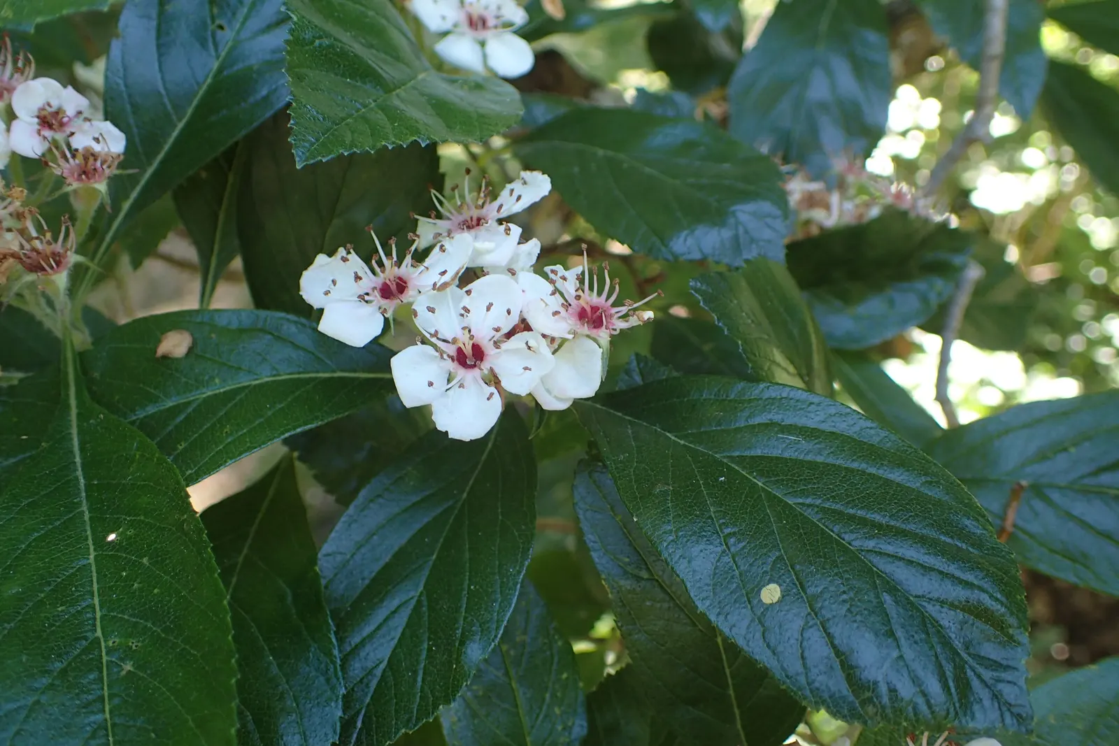 Carriere Or Lavalle Hawthorn (Crataegus X Lavallei) — offering a vital food source for birds when other resources are scarce