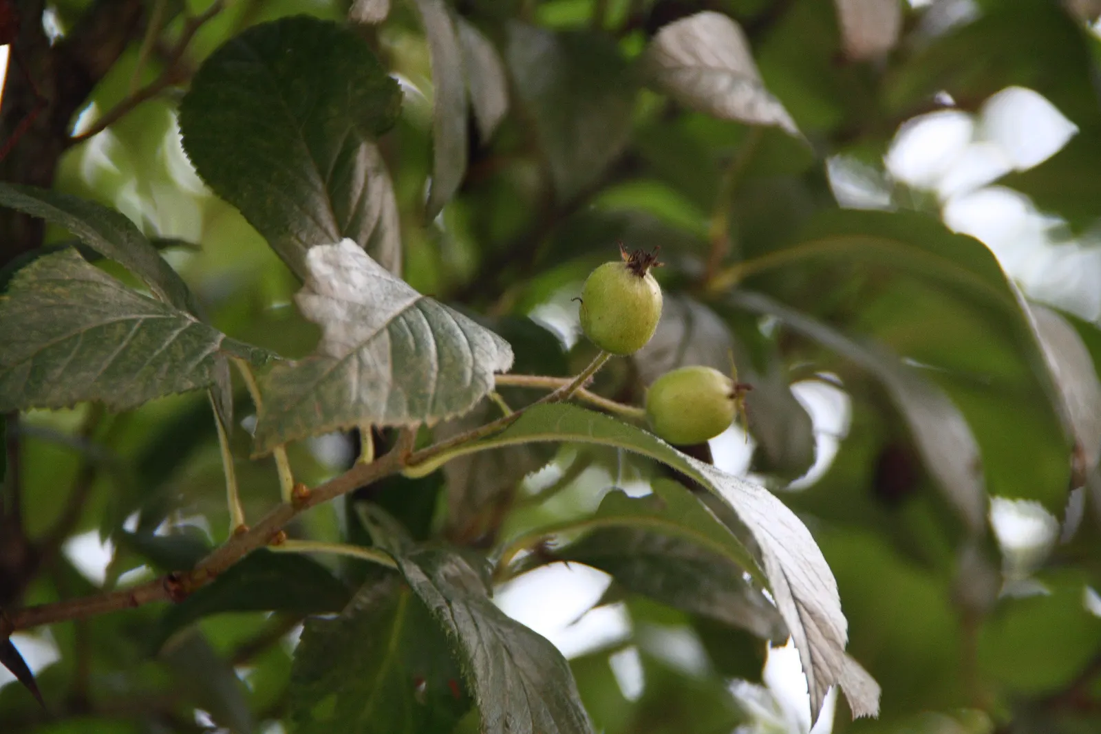 Carriere Or Lavalle Hawthorn (Crataegus X Lavallei) — Ideal for urban settings as it tolerates pollution