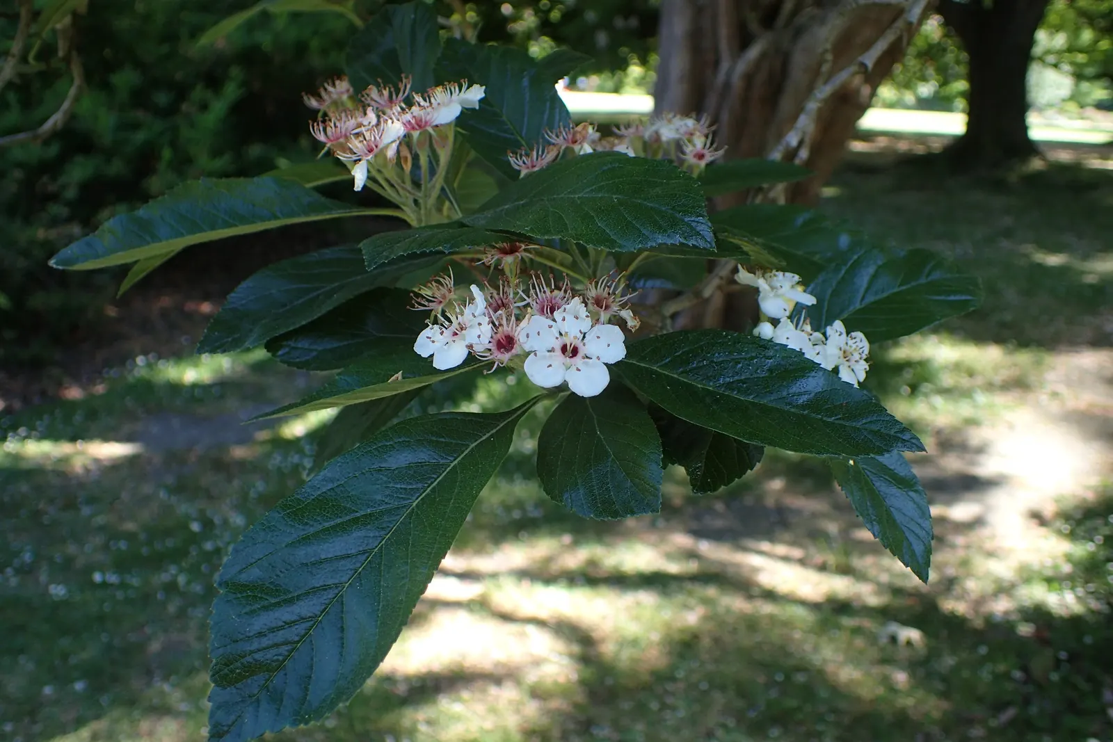 Carriere Or Lavalle Hawthorn (Crataegus X Lavallei) — Esteemed for its longevity and disease resistance