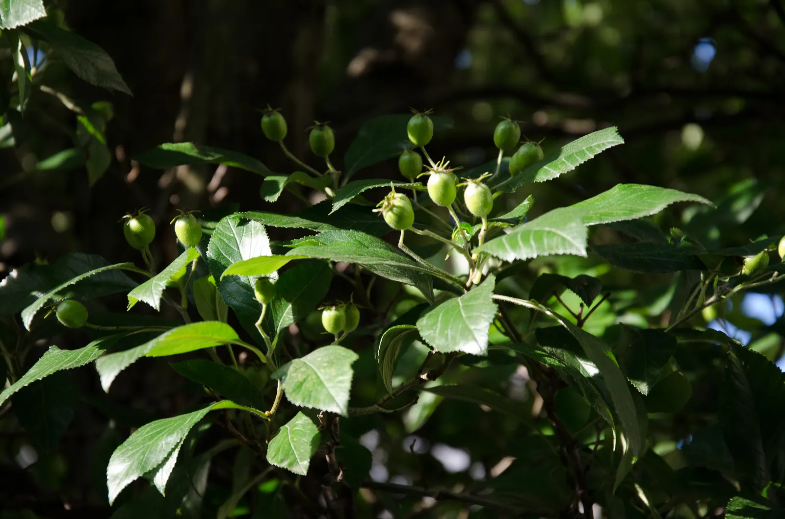 Carriere Or Lavalle Hawthorn (Crataegus X Lavallei) — it thrives in full sun and adapts to various soil conditions