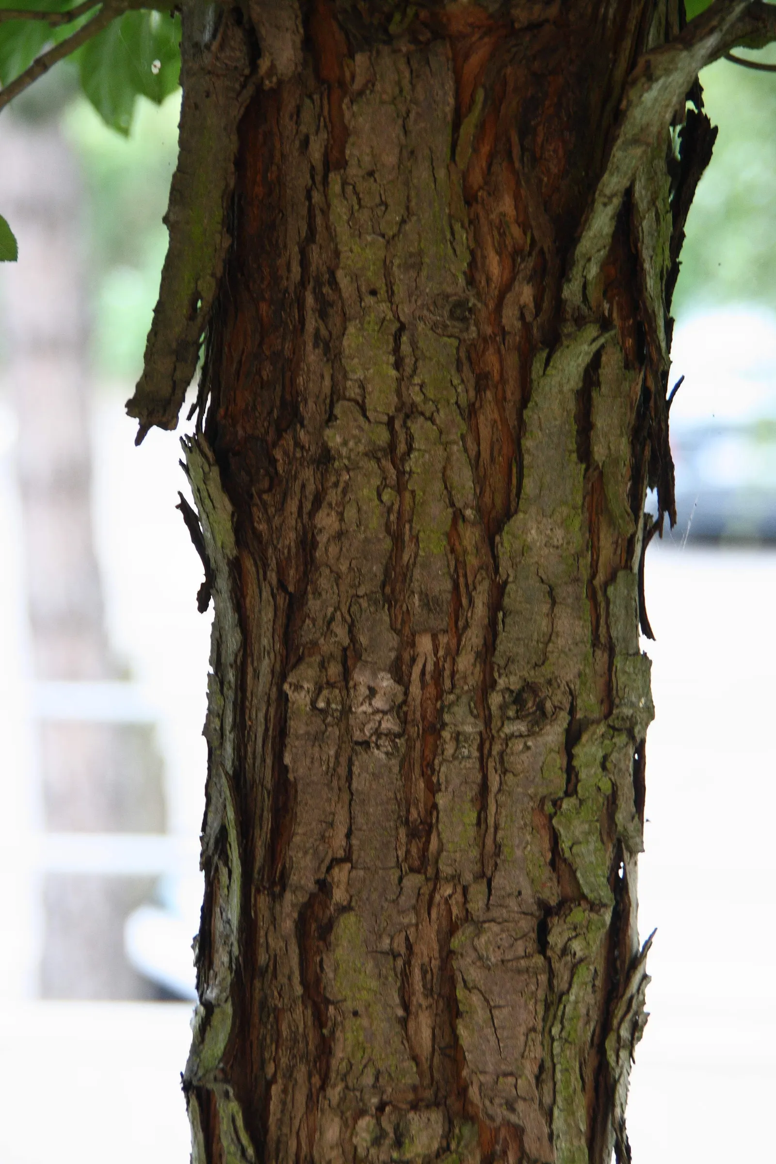 Carriere Or Lavalle Hawthorn (Crataegus X Lavallei) — commonly known as Lavalle Hawthorn