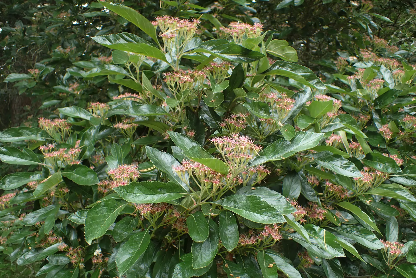Carriere Or Lavalle Hawthorn (Crataegus X Lavallei) — In late spring to early summer