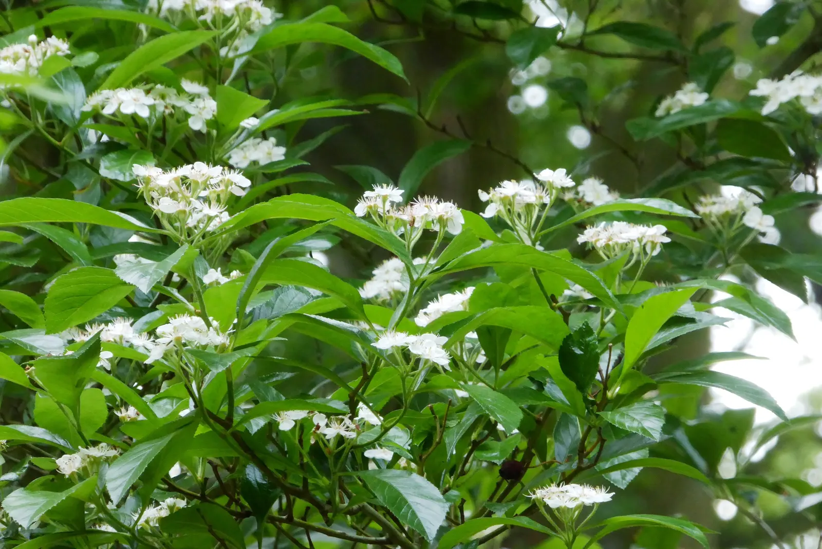 Carriere Or Lavalle Hawthorn (Crataegus X Lavallei) — each approximately 1 inch in diameter
