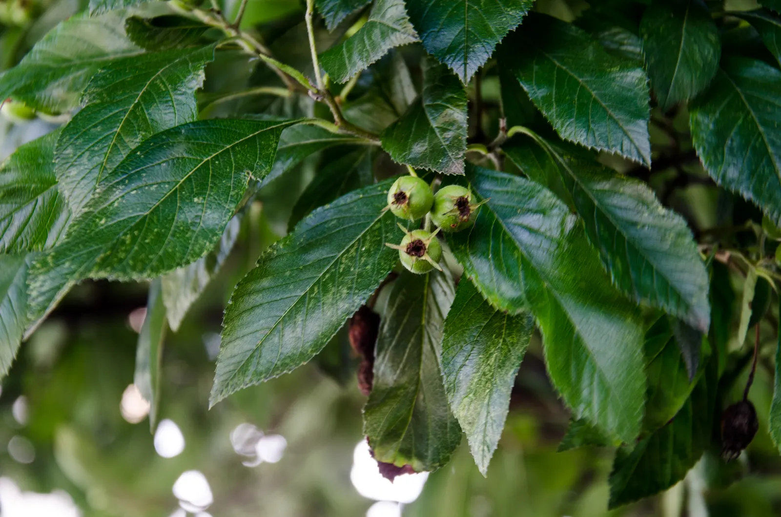 Carriere Or Lavalle Hawthorn (Crataegus X Lavallei) — the tree produces an abundance of ornamental red fruits