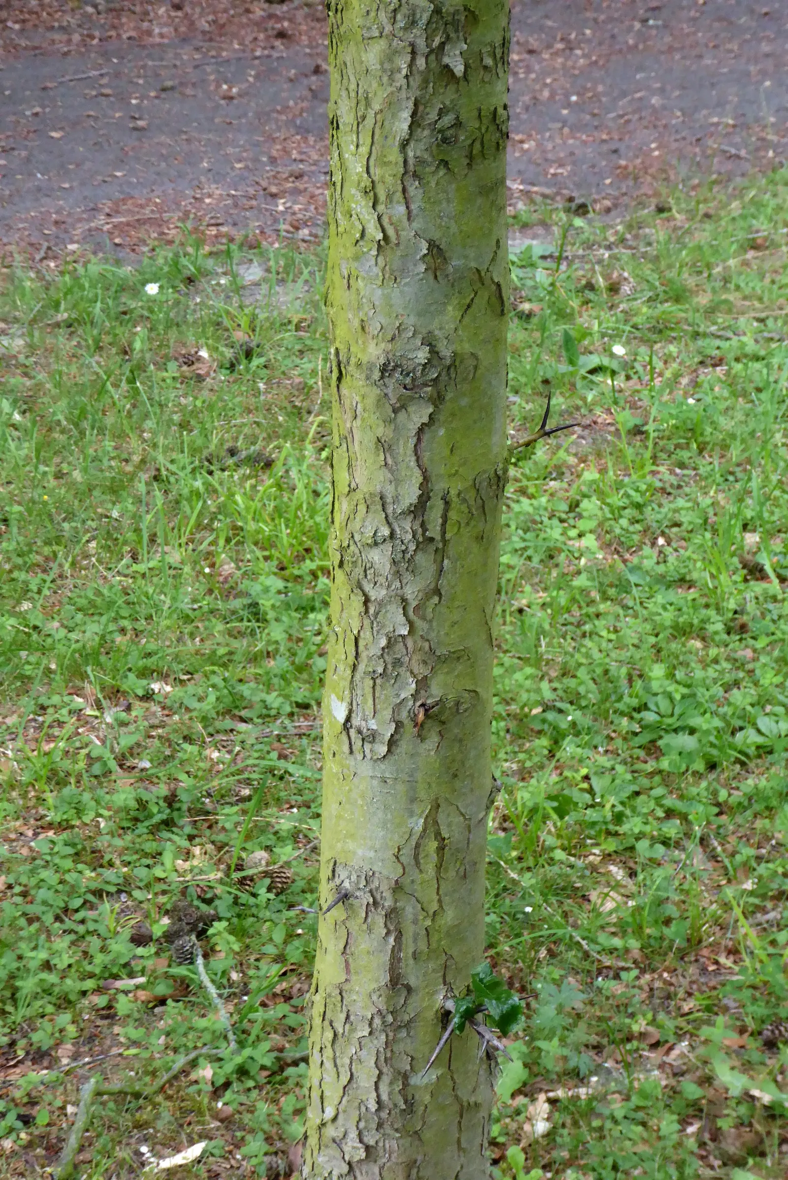 Carriere Or Lavalle Hawthorn (Crataegus X Lavallei) — enhancing biodiversity within the garden space.<br><br>Post-flowering