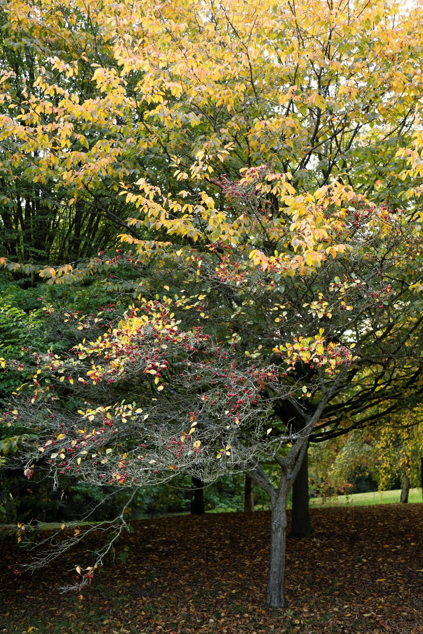 Carriere Or Lavalle Hawthorn (Crataegus X Lavallei) — These blossoms are particularly attractive to pollinating insects