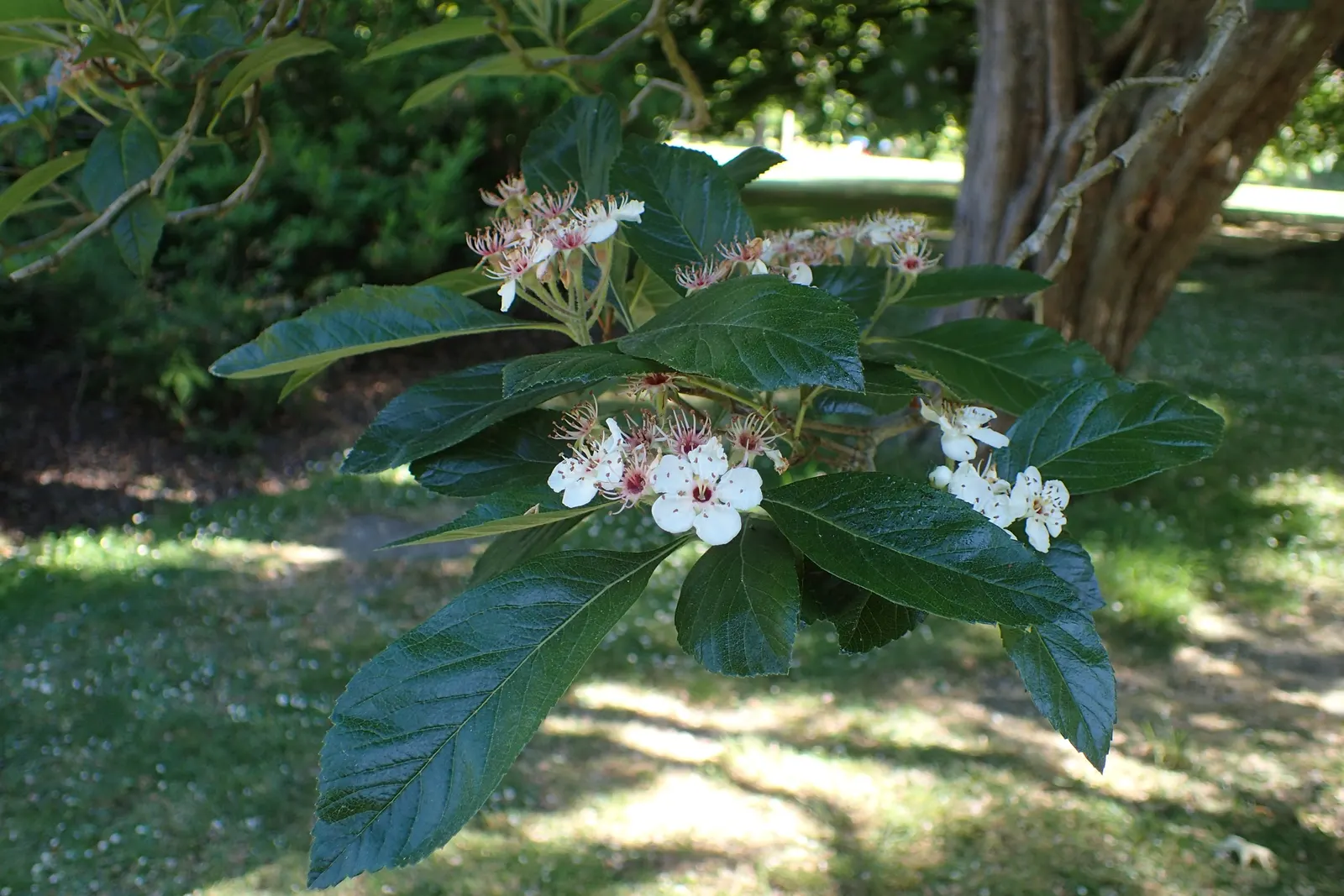 Carriere Or Lavalle Hawthorn (Crataegus X Lavallei) — also scientifically recognized as Crataegus x lavallei