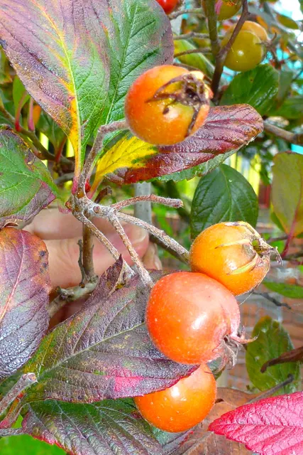 Carriere Or Lavalle Hawthorn (Crataegus X Lavallei) — and orange-red berries persisting into winter