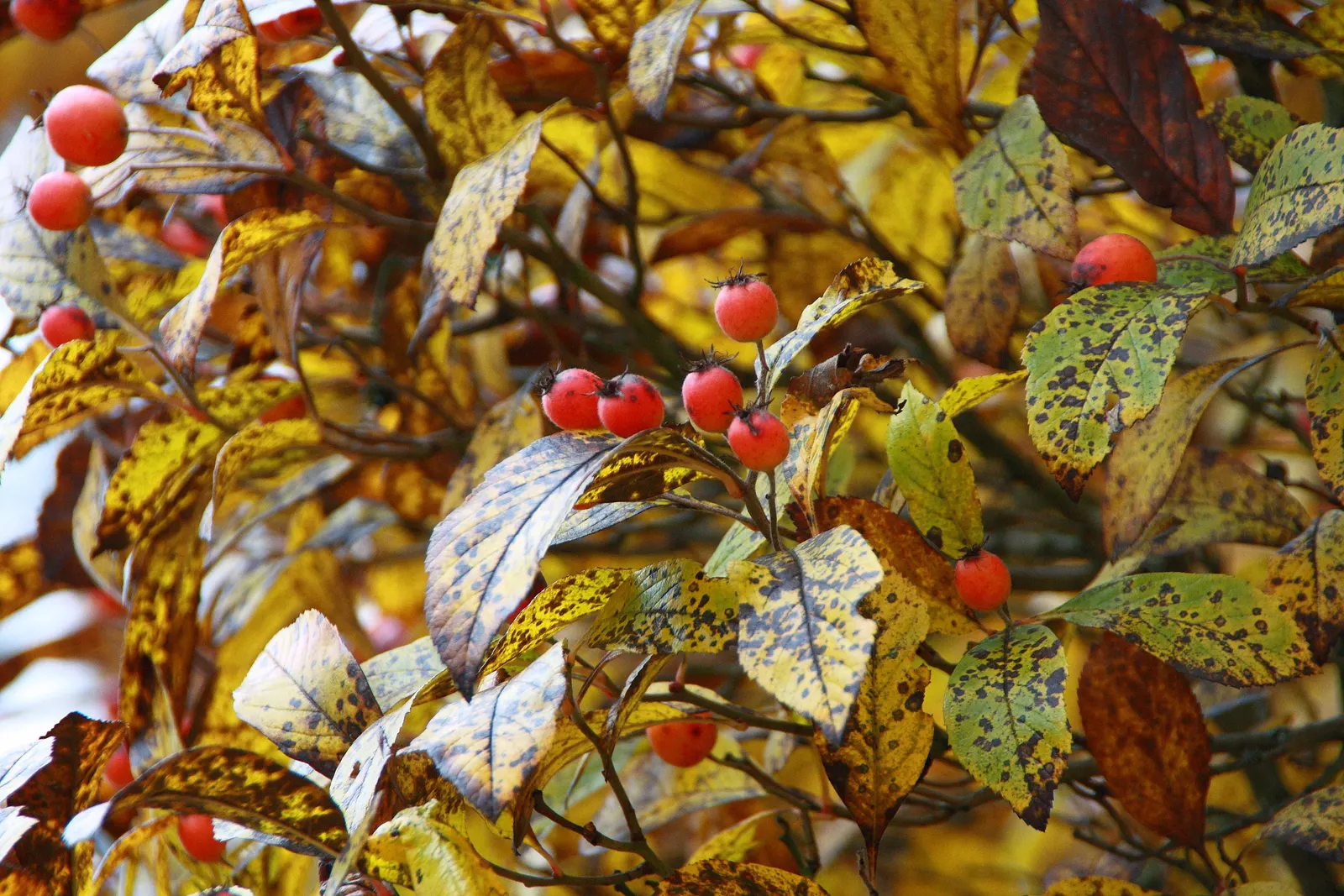 Carriere Or Lavalle Hawthorn (Crataegus X Lavallei) — These small pomes persist through winter