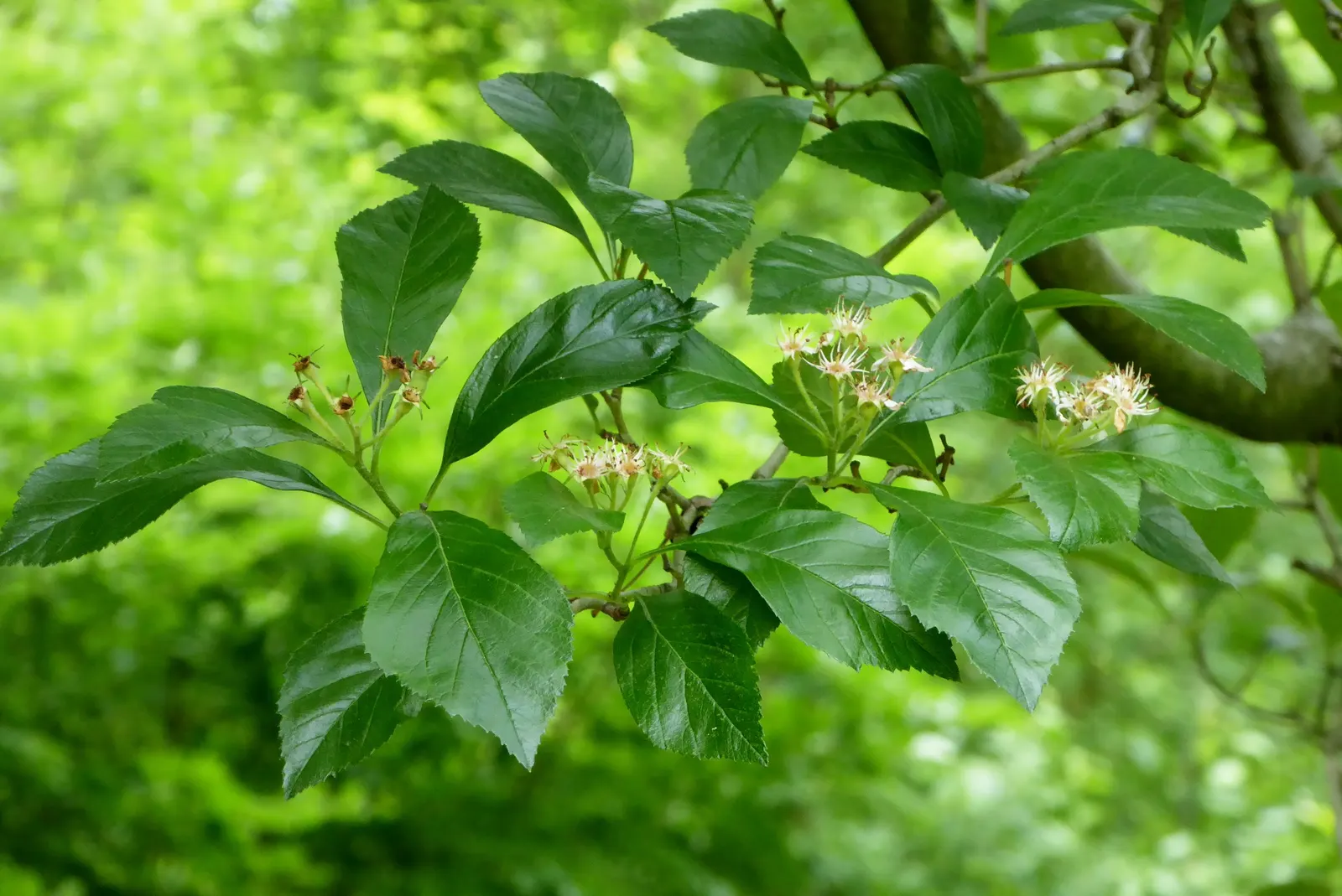 Carriere Or Lavalle Hawthorn (Crataegus X Lavallei) — although it prefers well-drained