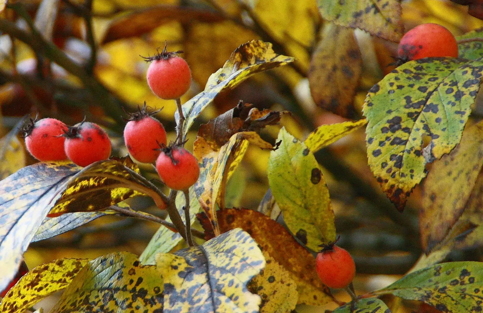 Carriere Or Lavalle Hawthorn (Crataegus X Lavallei) — Mature specimens typically reach heights of 15 to 20 feet with a similar spread