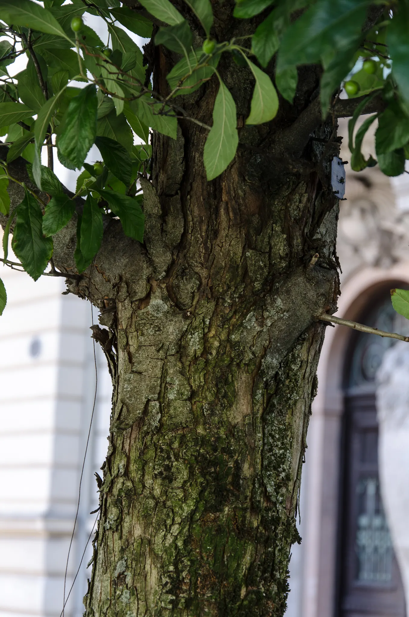 Carriere Or Lavalle Hawthorn (Crataegus X Lavallei) — which assemble in clusters to create a splendid floral display