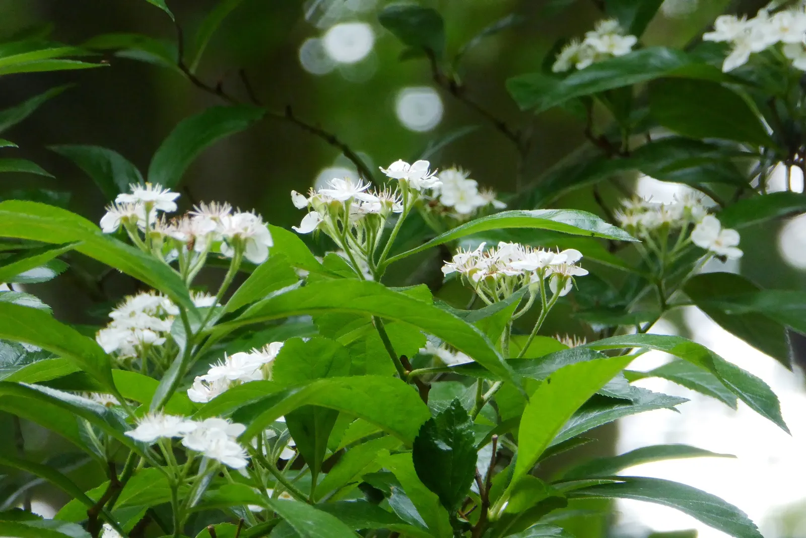 Carriere Or Lavalle Hawthorn (Crataegus X Lavallei) — perfect for adding both ornamental and wildlife-supporting elements to a landscape design