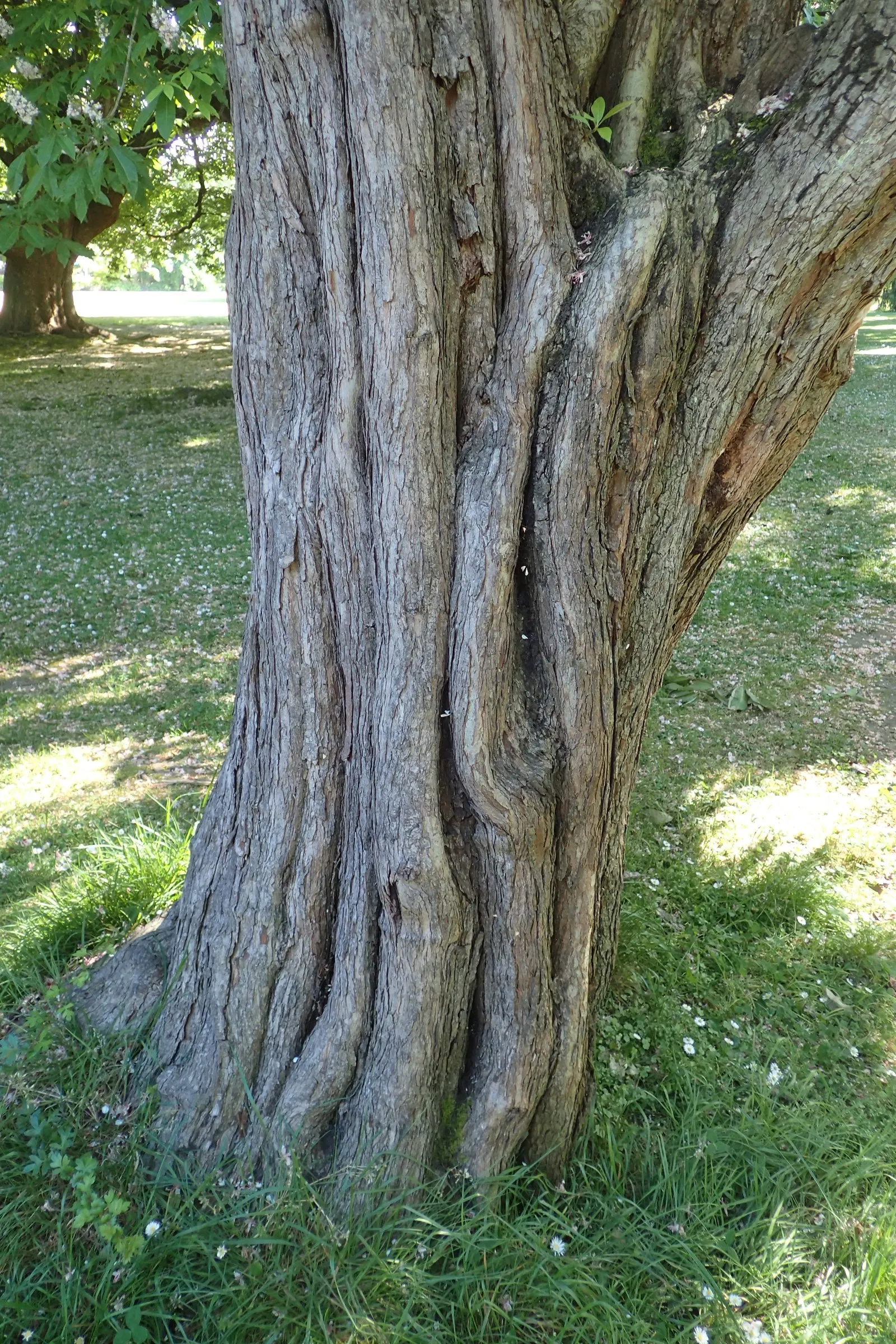 Carriere Or Lavalle Hawthorn (Crataegus X Lavallei) — it offers year-round interest: glossy green foliage