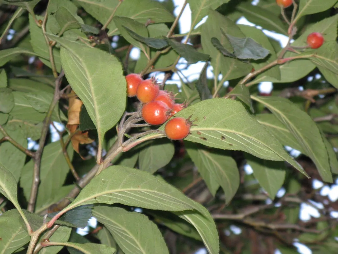 Carriere Or Lavalle Hawthorn (Crataegus X Lavallei) — the Carriere Hawthorn remains lustrous well into fall when foliage transitions to hues of orange