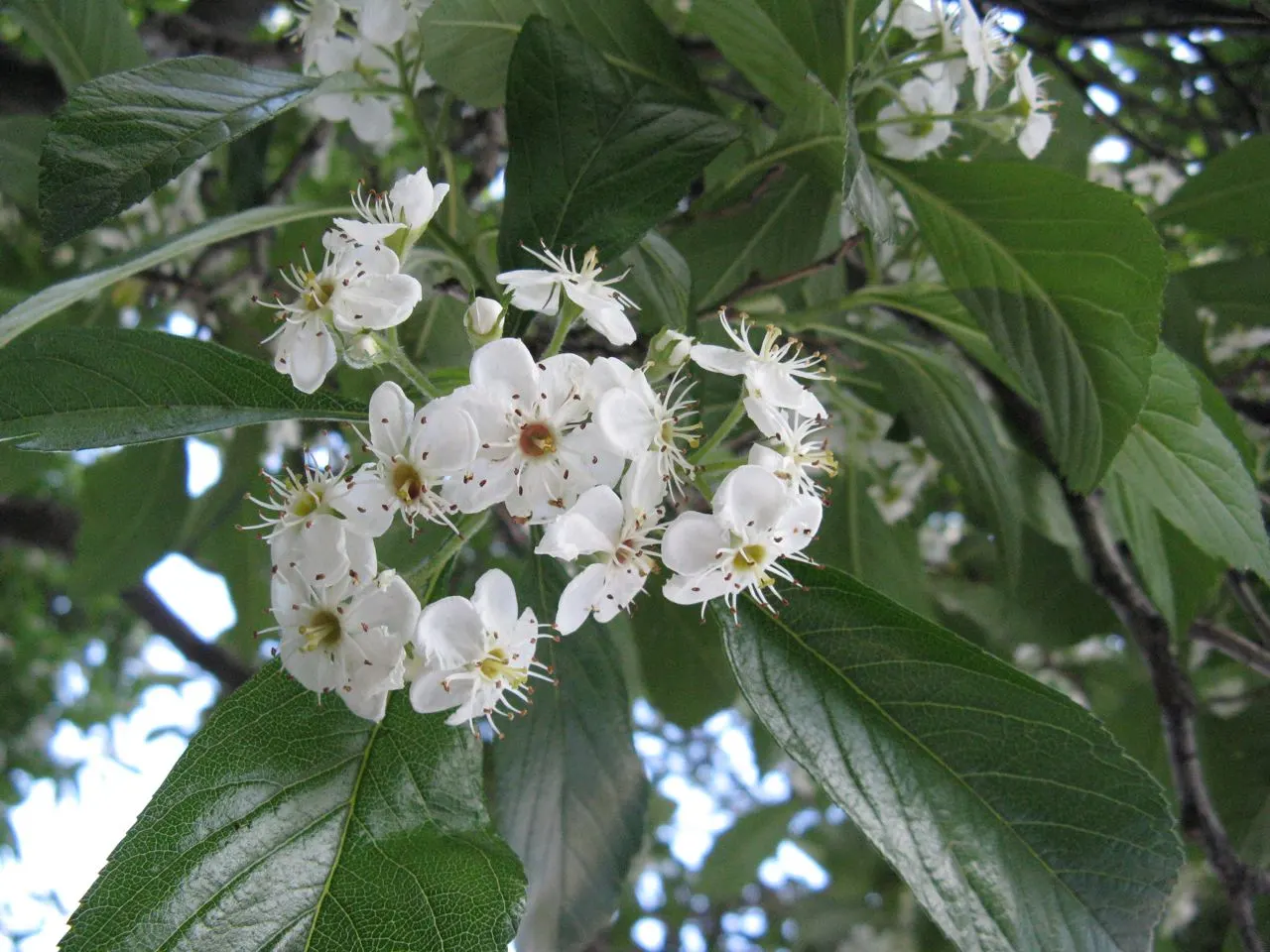 Carriere Or Lavalle Hawthorn (Crataegus X Lavallei) — providing dramatic seasonal interest