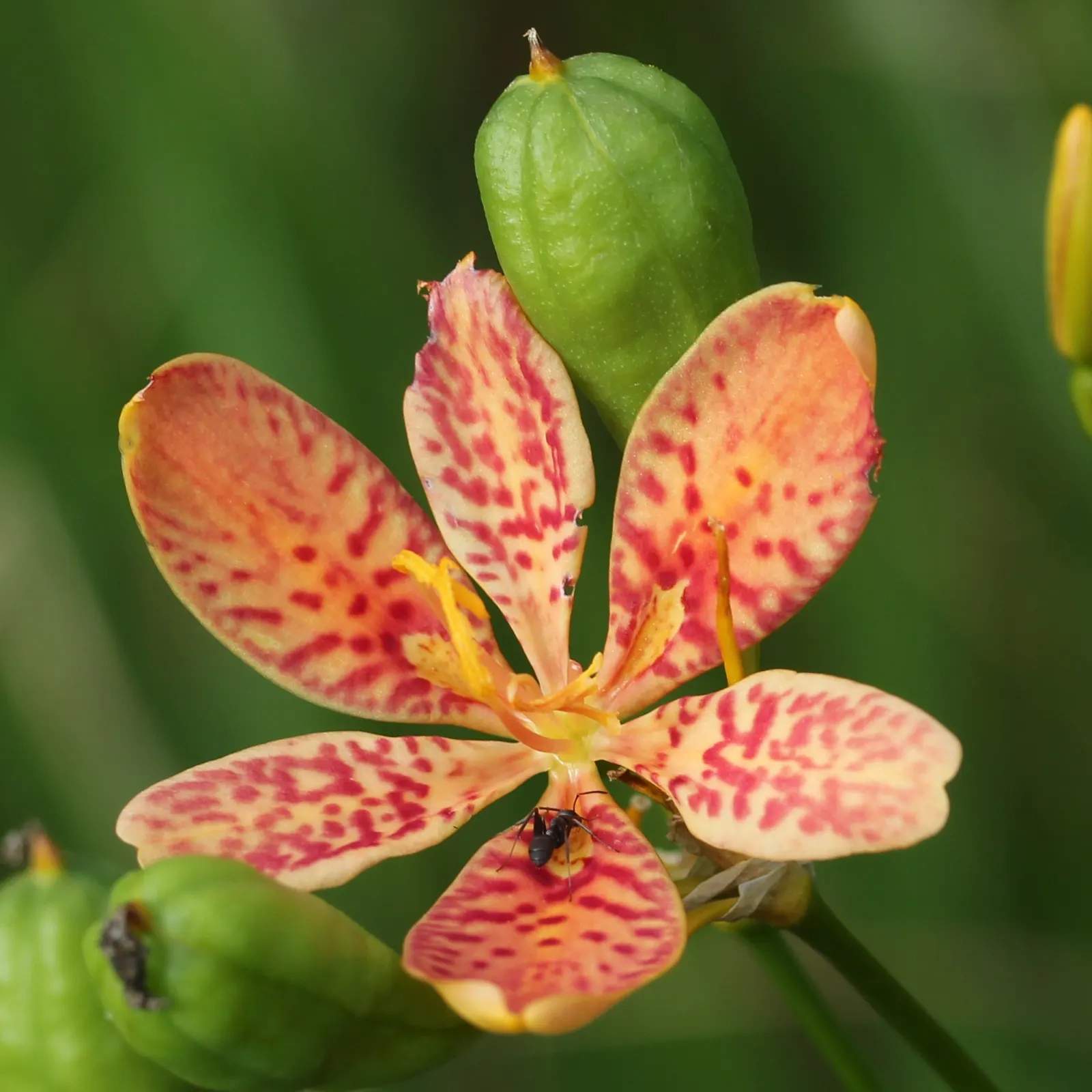 Leopard Lily (Lilium Pardalinum) — feeding the bulbs for next season's display; you may deadhead to promote the plant's vigor, image 88
