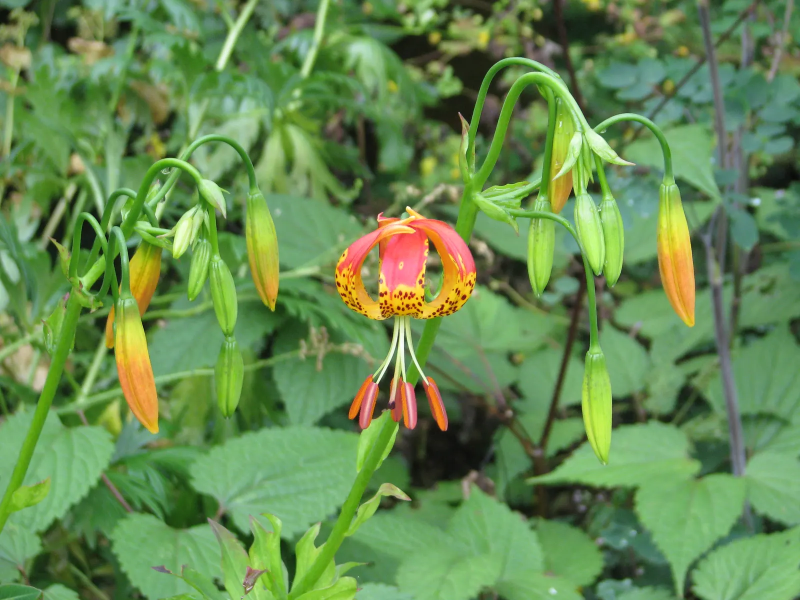 Leopard Lily (Lilium Pardalinum) — but leave the stalks to die back naturally; the Leopard Lily requires well-drained soil rich in organic matter, image 118